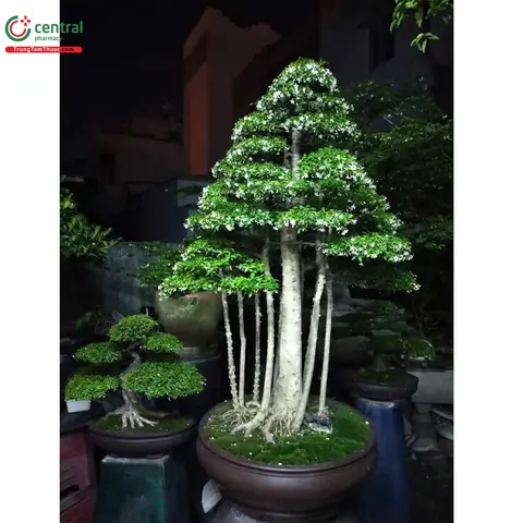 Cây Mai Chiếu Thủy Trong Phong Thủy