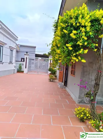 Cây Mai Hoàng Yến Phong Thủy