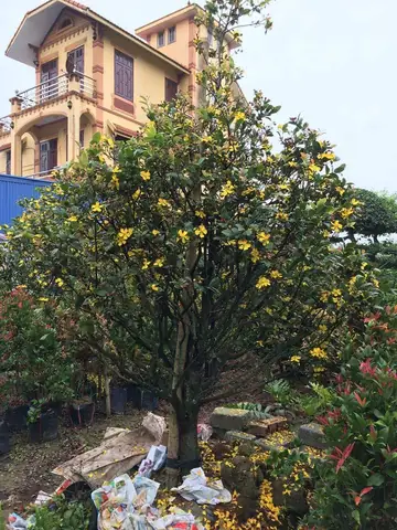 Cây Mai Tứ Quý Phong Thủy