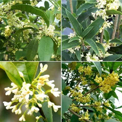 Cây Mộc Hương Trong Phong Thủy