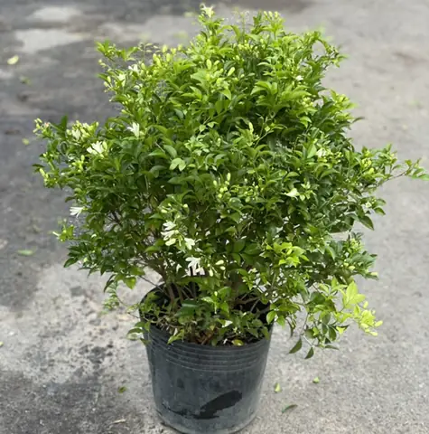 Cây Nguyệt Quế Trong Phong Thủy
