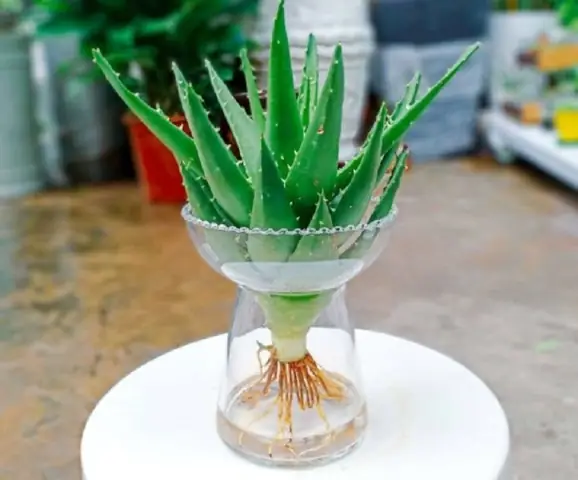 Cây Nha Đam Trong Phong Thủy