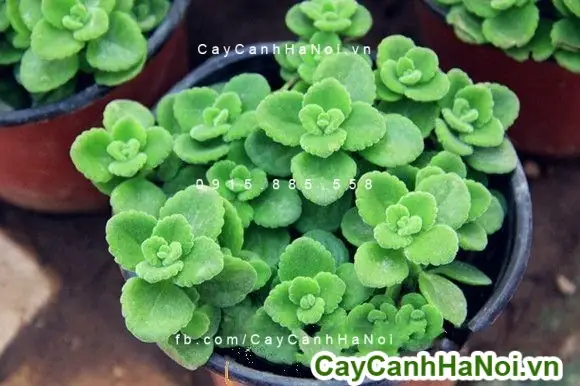 Cây Nhất Mạt Hương Phong Thủy