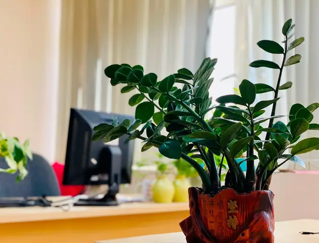 Cây Phát Lộc Trong Phong Thủy