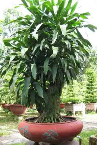 Cây Phát Tài Trong Phong Thủy