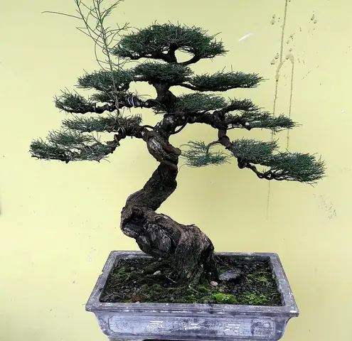 Cây Phi Lao Trong Phong Thủy