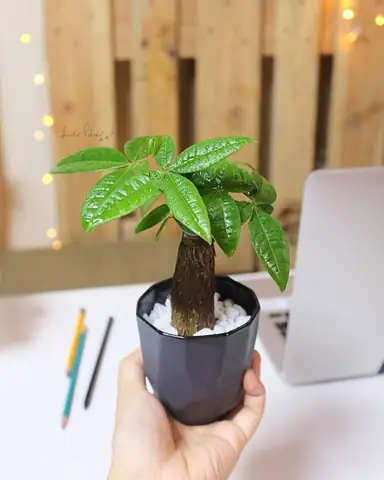 Cây Phong Thủy Bàn Làm Việc