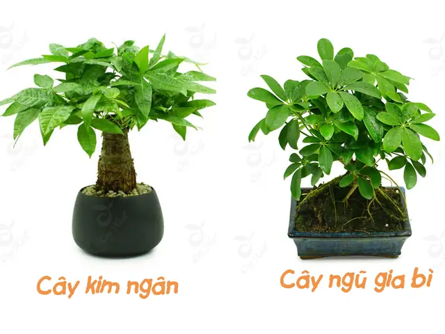 Cây Phong Thủy Cho Bàn Làm Việc