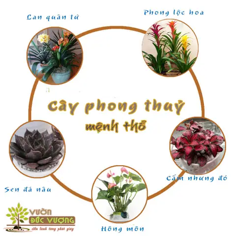 Cây Phong Thủy Cho Mệnh Thổ