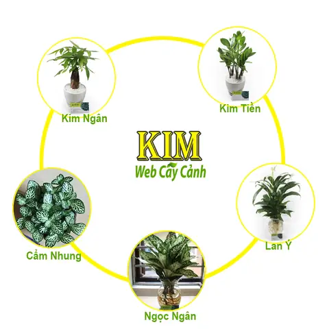 Cây Phong Thủy Cho Người Mệnh Kim