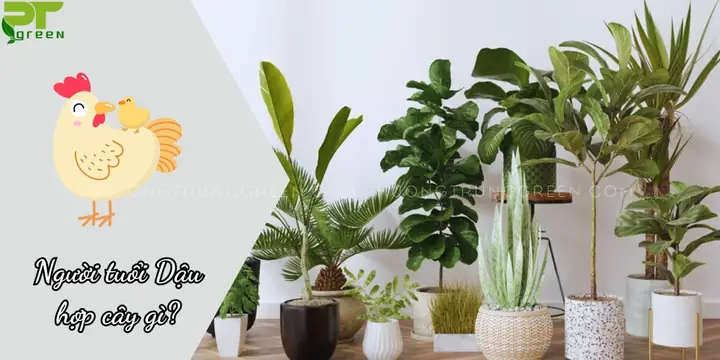 Cây Phong Thủy Cho Người Tuổi Dậu
