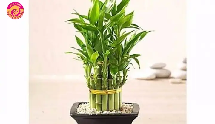 Cây Phong Thủy Cho Người Tuổi Mão