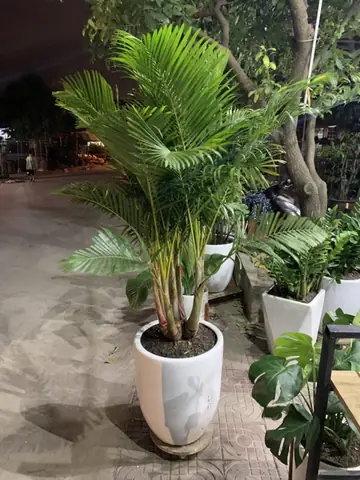 Cây Phong Thủy Cho Quán Cafe