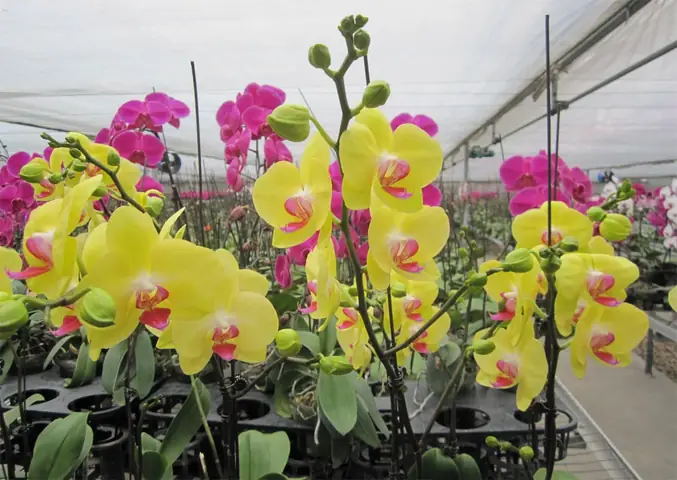 Cây Phong Thủy Cho Tuổi Mậu Thân