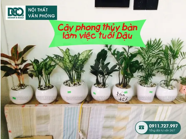 Cây Phong Thủy Cho Tuổi Tân Dậu 1981