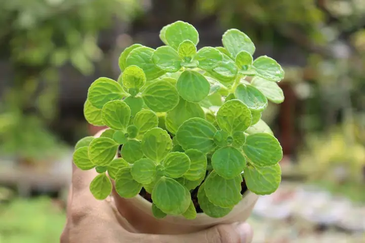 Cây Phong Thủy Của 12 Con Giáp