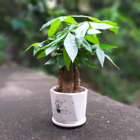 Cây Phong Thủy Để Bàn Cho Người Mệnh Hỏa
