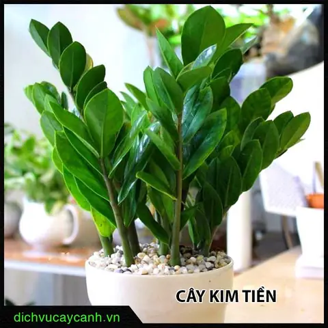 Cây Phong Thủy Để Bàn Cho Người Mệnh Kim