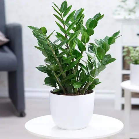 Cây Phong Thủy Để Bàn Cho Người Mệnh Mộc