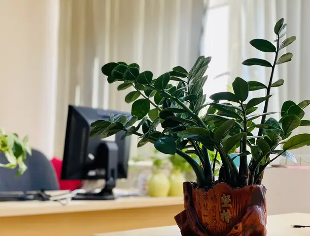 Cây Phong Thủy Để Bàn Làm Việc Theo Tuổi