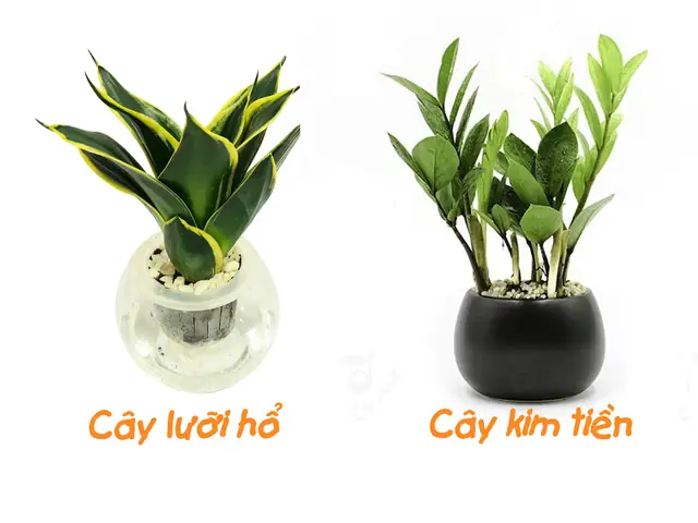 Cây Phong Thủy Để Bàn Làm Việc Tuổi Bính Dần