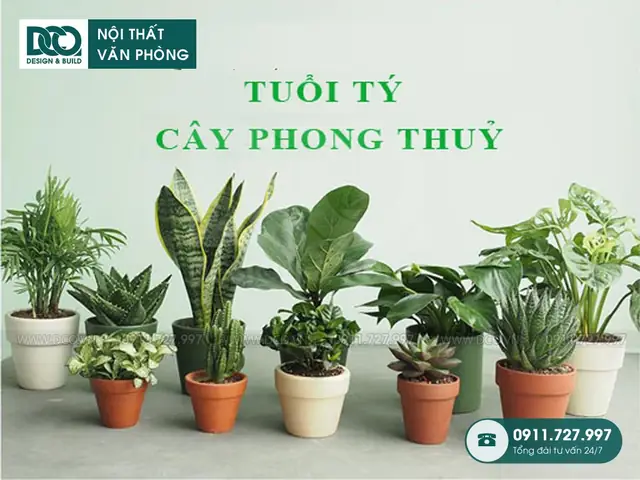 Cây Phong Thủy Để Bàn Làm Việc Tuổi Bính Tý