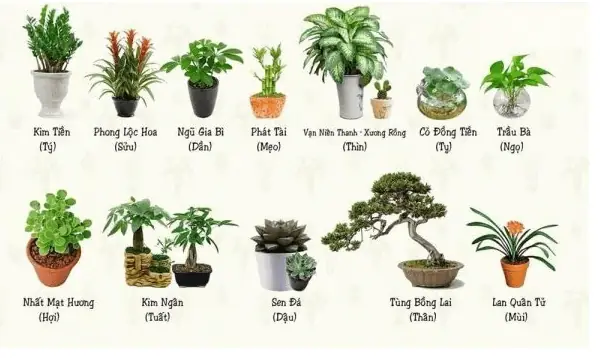 Cây Phong Thủy Để Bàn Làm Việc Tuổi Giáp Tuất