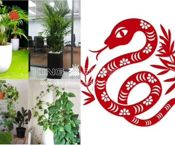 Cây Phong Thủy Để Bàn Làm Việc Tuổi Kỷ Tỵ