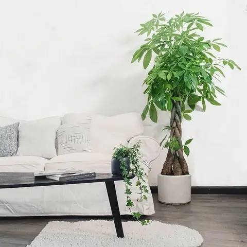 Cây Phong Thủy Để Phòng Khách