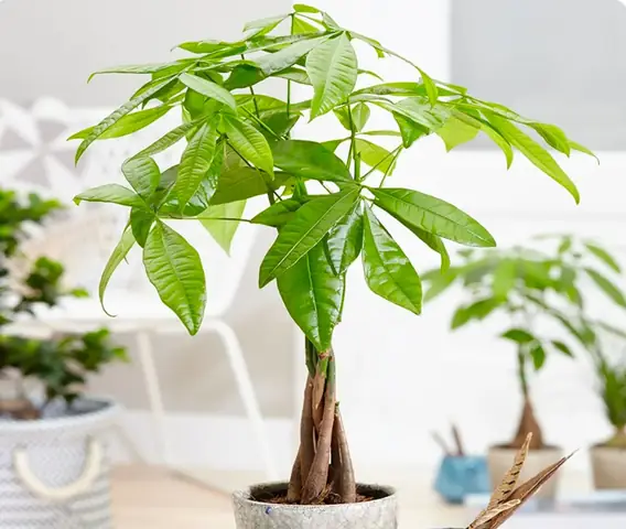 Cây Phong Thủy Để Văn Phòng