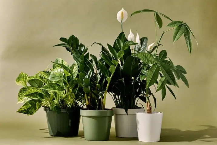 Cây Phong Thủy Giúp Gia Chủ Hút Tài Lộc