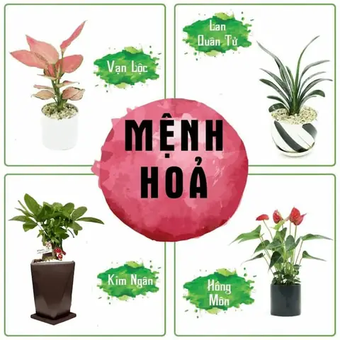 Cây Phong Thủy Hợp Mệnh Hỏa Cây Phong Thủy Hợp Mệnh Hỏa