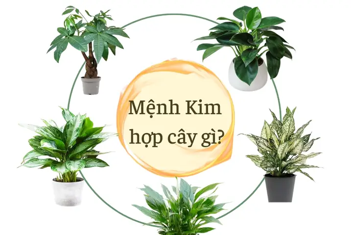 Cây Phong Thủy Hợp Mệnh Kim