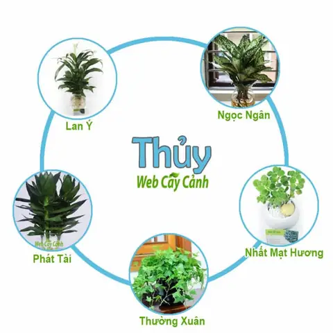 Cây Phong Thủy Hợp Mệnh Thủy