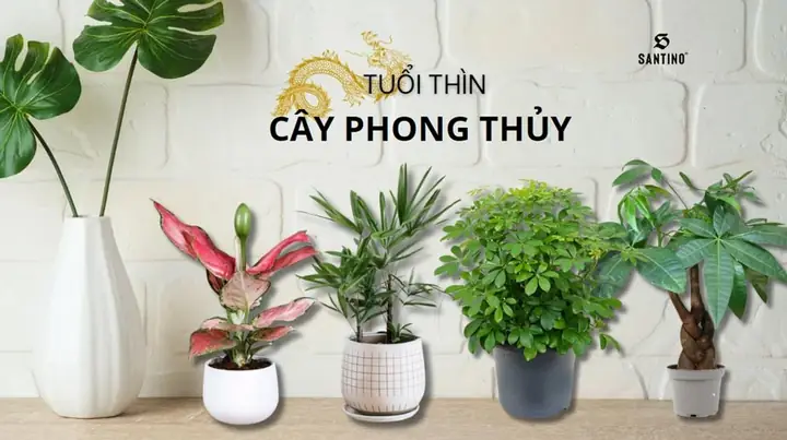 Cây Phong Thủy Hợp Tuổi Bính Thìn