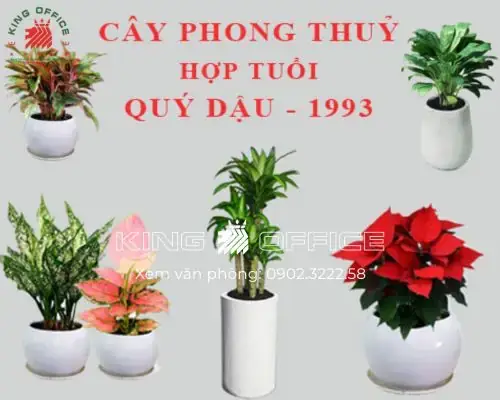 Cây Phong Thủy Hợp Tuổi Dậu 1993