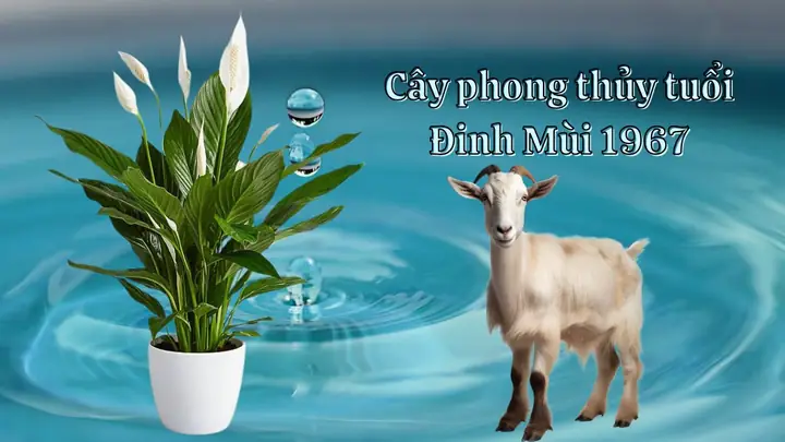 Cây Phong Thủy Hợp Tuổi Đinh Mùi 1967