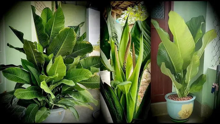 Cây Phong Thủy Hợp Tuổi Giáp Dần