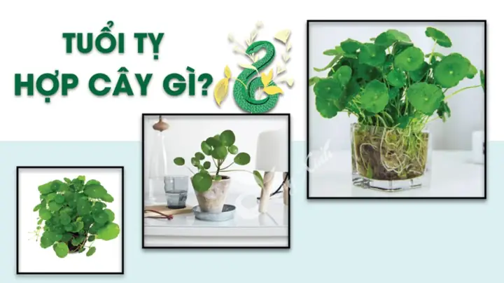 Cây Phong Thủy Hợp Tuổi Kỷ Tỵ