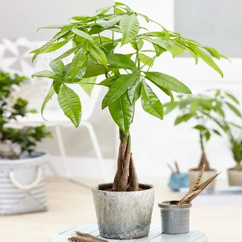 Cây Phong Thủy Hợp Tuổi Quý Sửu