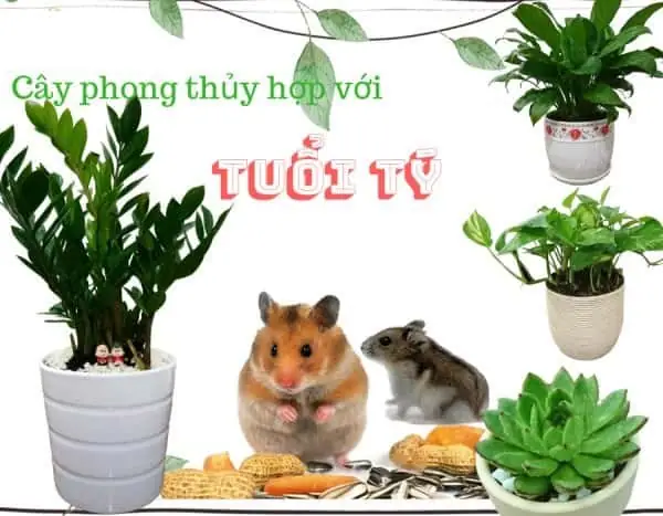 Cây Phong Thủy Hợp Tuổi Tý