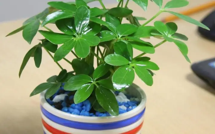 Cây Phong Thủy Hợp Với 12 Con Giáp