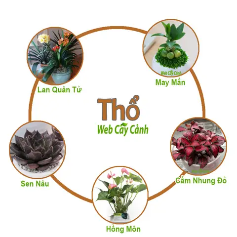 Cây Phong Thủy Hợp Với Mệnh Thổ