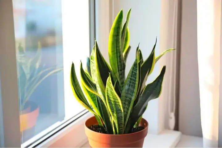 Cây Phong Thủy Hợp Với Tuổi Giáp Dần