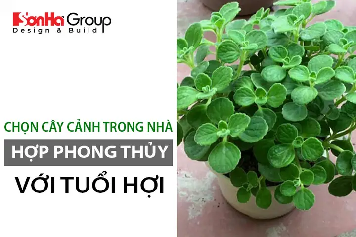 Cây Phong Thủy Hợp Với Tuổi Hợi
