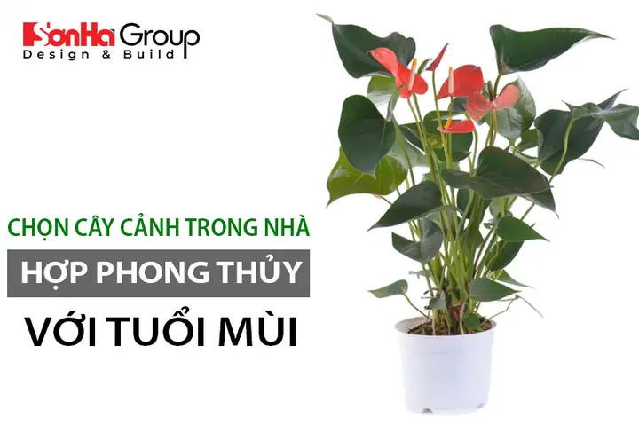 Cây Phong Thủy Hợp Với Tuổi Mùi