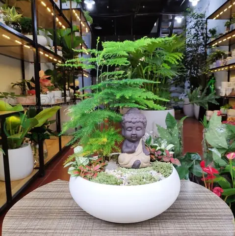 Cây Phong Thủy Hợp Với Tuổi Thân