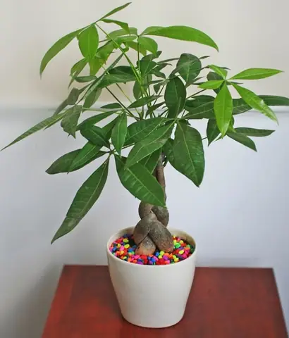Cây Phong Thủy Hợp Với Tuổi Tuất
