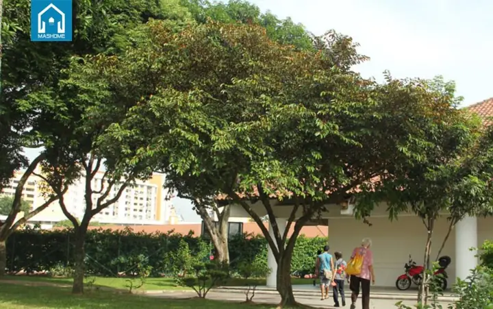 Cây Phong Thủy Không Nên Trồng Trước Nhà