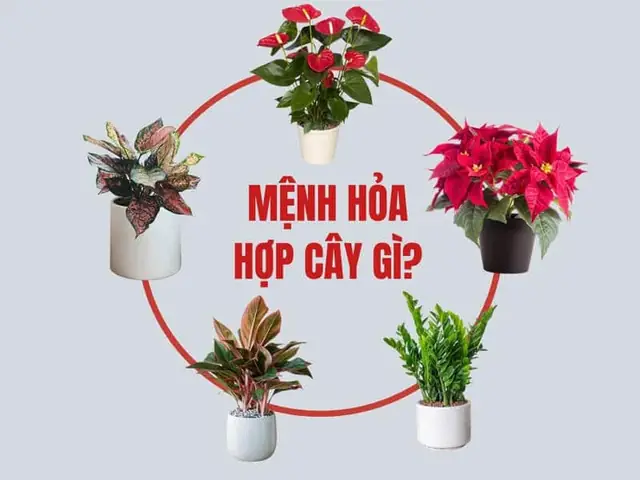 Cây Phong Thủy Người Mệnh Hỏa